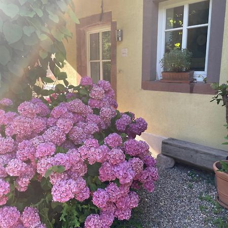 Ferienwohnung Suedliche Weinstrasse Zwischen Wald Und Reben Klingenmünster المظهر الخارجي الصورة